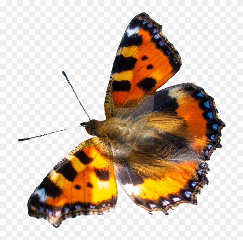 Butterfly Png By Bunny With Camera - Butterfly #469963