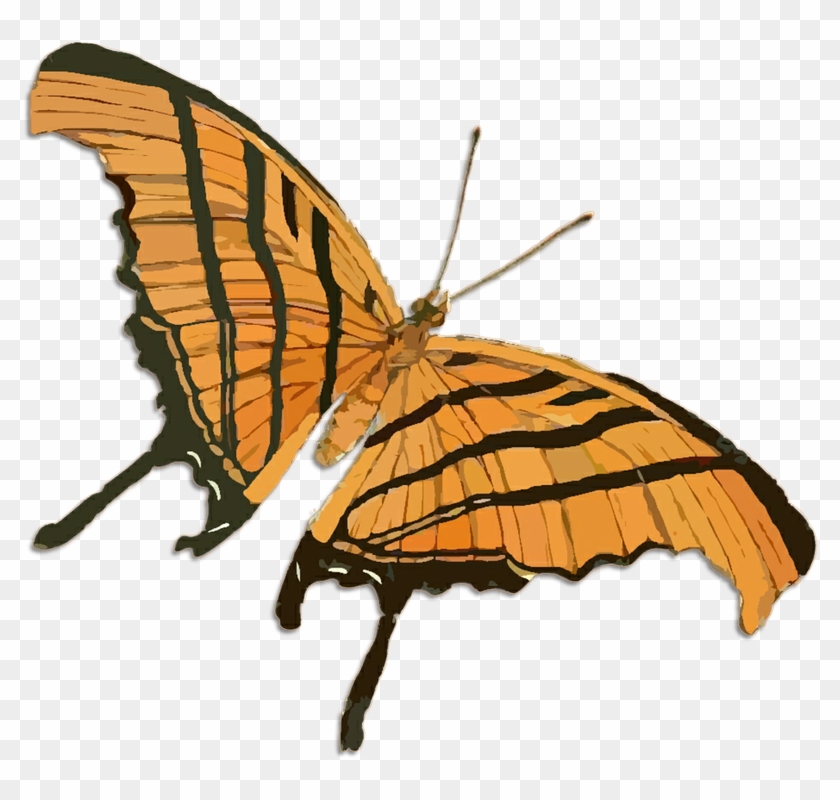 Butterfly Illustration 11, - European Butterflies & Moths #469968