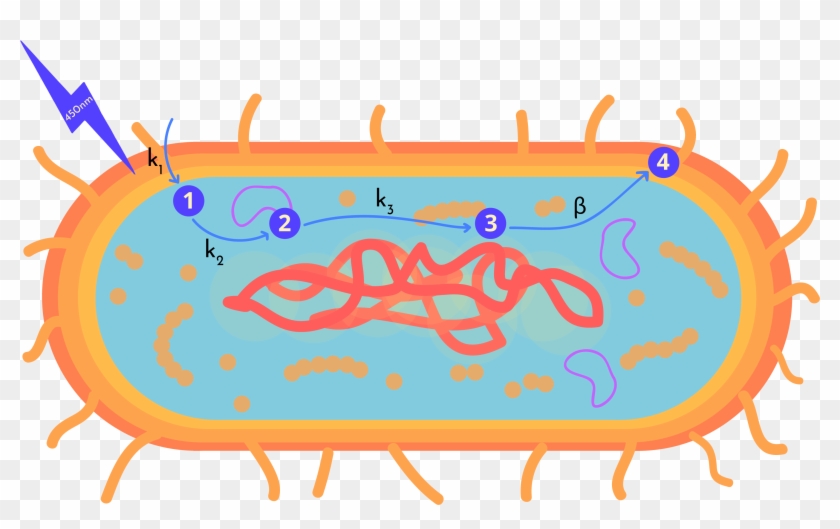 We Decided To Divide Our Model Into Four Main Steps - Boat #470795