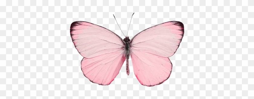 Butterfly Clipart Transparent Background - Butterfly Tumblr Png #471731