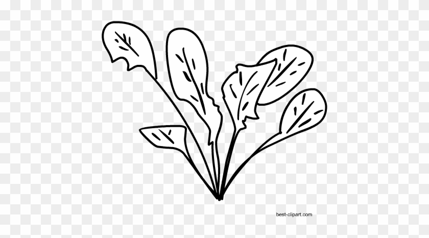 Free Black And White Spinach Clipart - Clip Art #472393