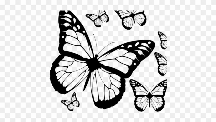 Black & White Butterflies - Butterfly #472896