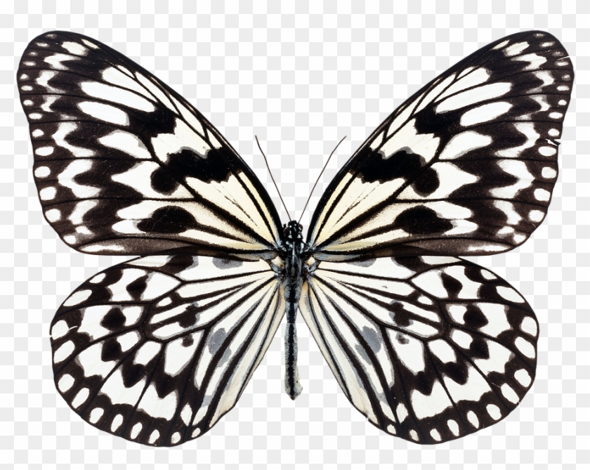 Black And White Butterfly Images - Yellow And Black Butterfly #472946