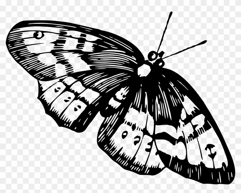 Black And White Butterfly Animal Free Black White Clipart - Anatomical Butterfly Iii Pillow Case #473001