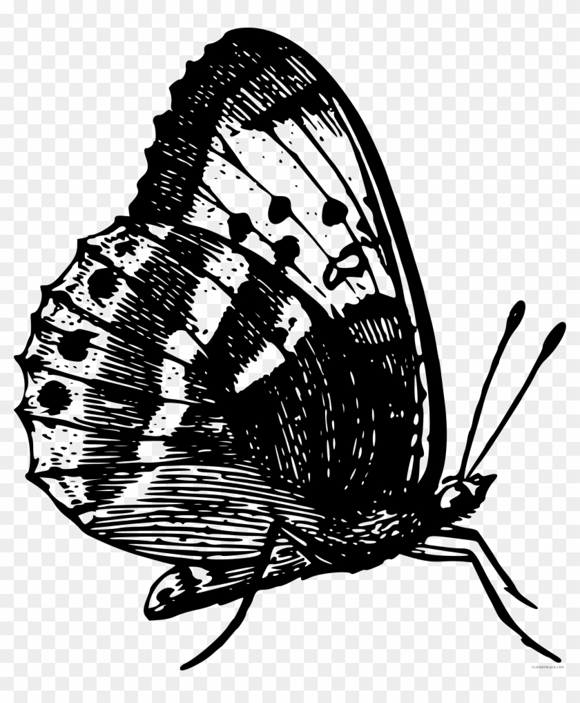 Black And White Butterfly Animal Free Black White Clipart - Anatomical Butterfly Ii Pillow Case #473018