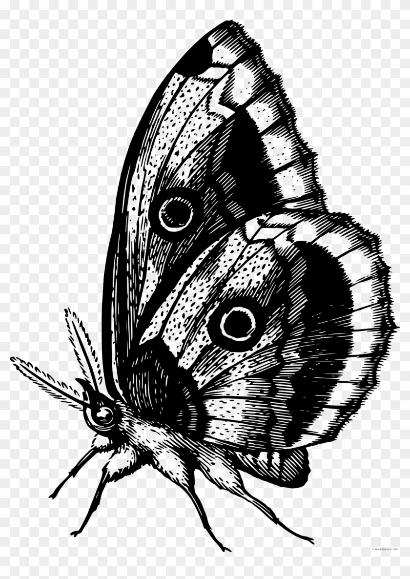 Black And White Butterfly Animal Free Black White Clipart - Write Here Notebooks: Butterfly Notebook / Journal #473021