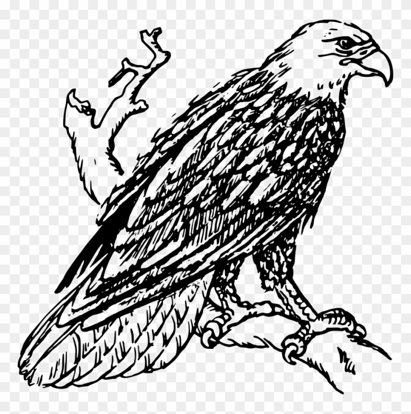 Download Winning Eagle Clipart Black And White - Download Winning Eagle Clipart Black And White #473933