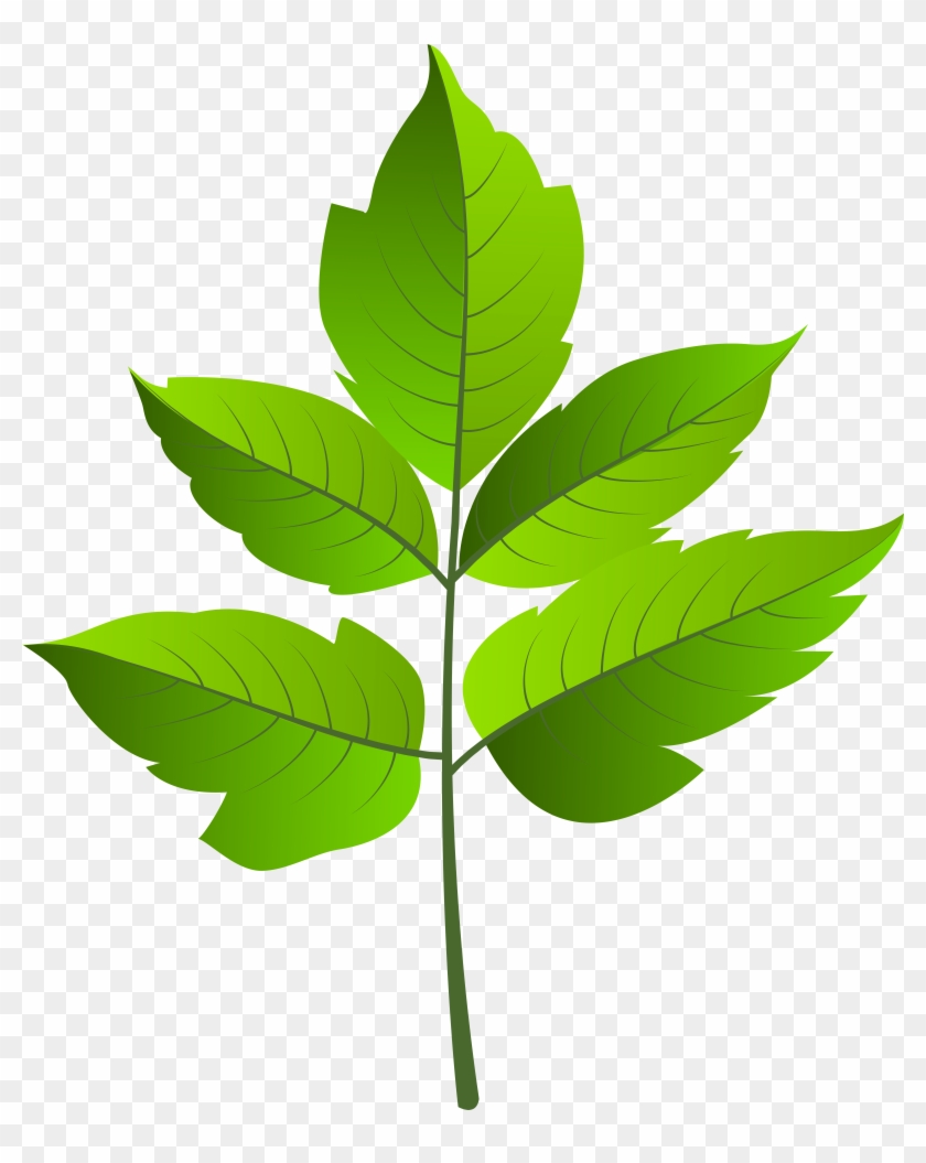 Leaf Green Png Clip Ar - Leaf Green Png Clip Ar #474263