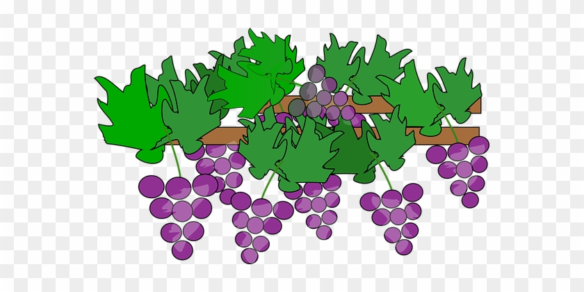 Cartoon, Clip Art 2015, Fruit, Grapes - Grape Vines Clipart #474707