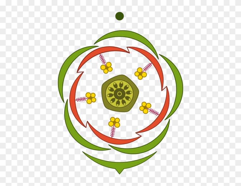 Floral Diagram Pdf Inspirational Floral Diagram Wikiwand - Floral Diagram #474867