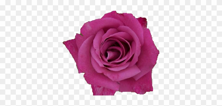 Pink Rose Png By Vixen1978 - Rose #475882