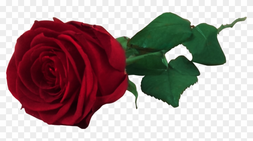 Red Rose Free Png By Miloshjevremovic - Real Flower Png Roses #475887