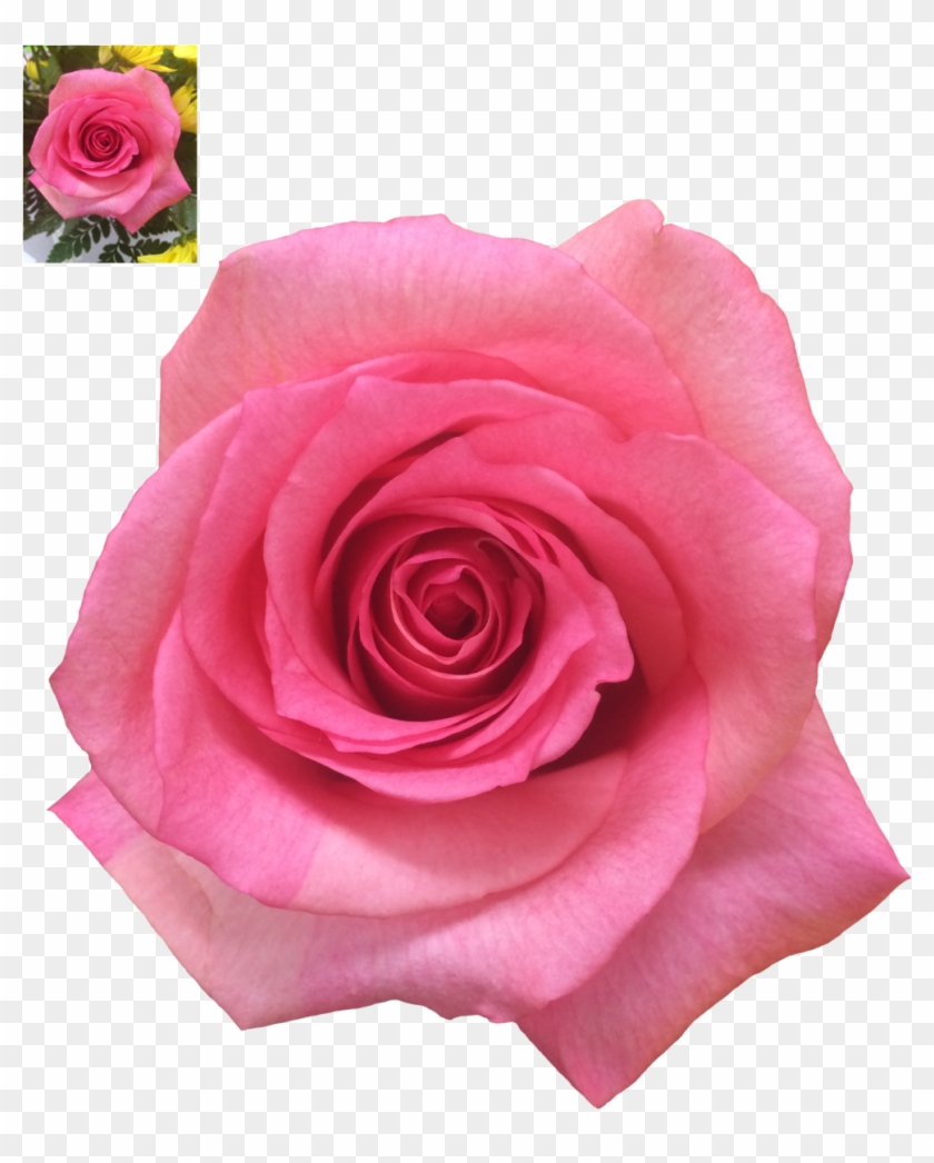 Pink Rose Png Stock By Dlr-designs - Rose #475895