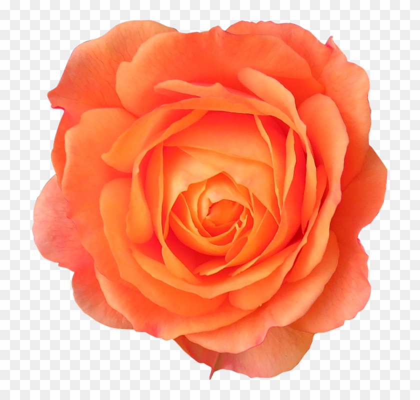 Rose Png 7, - Orange Flowers Transparent Background #475907