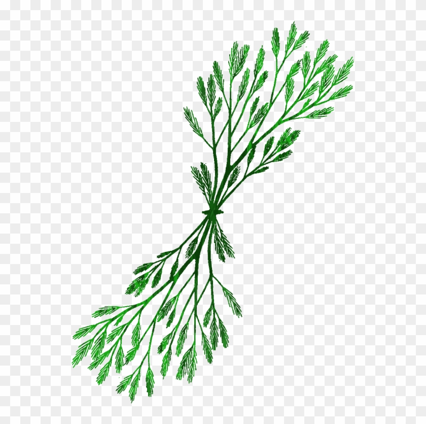 Seaweed Drawing Clip Art - Drawing #477844