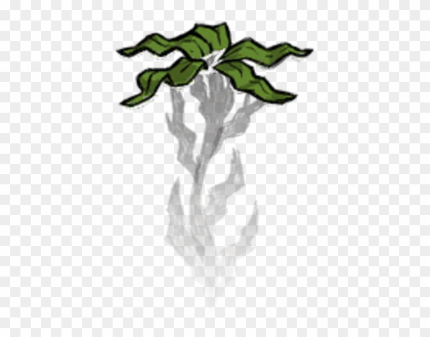 Seaweed Planted - Seaweed Don T Starve #477853