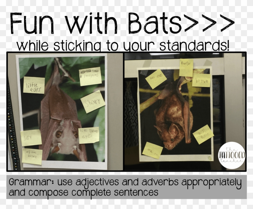 Bat Fun While Sticking To Your Standards Freebies - Carollia Perspicillata #478056