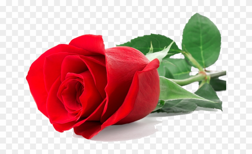Single Red Rose - Single Red Rose Png #478766