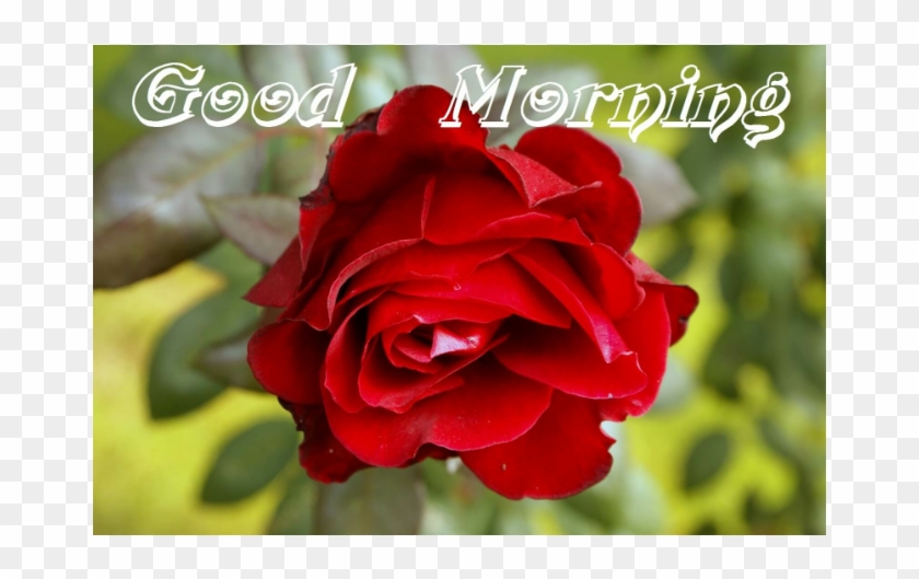 Good Morning Red Roses Free Transparent Png Clipart Images Download