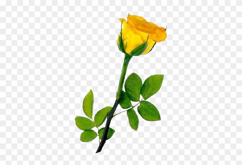 Single Yellow Rose Transparent Background - Yellow Long Stem Roses #478837