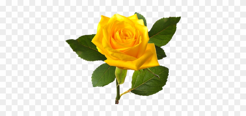 Download Png Image Report - Single Yellow Rose Flower #479037