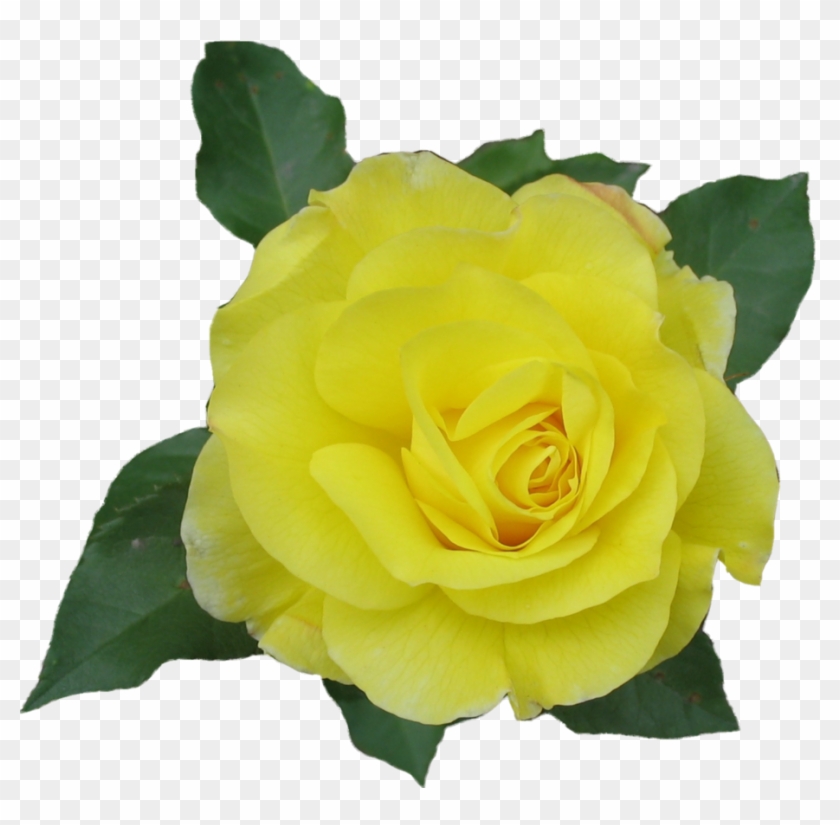 Rose Yellow Png By Aidana2010 - Yellow Single Rose Png #479038