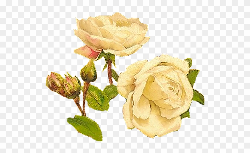 Yellow Roses - Vintage White Rosed Png #479064