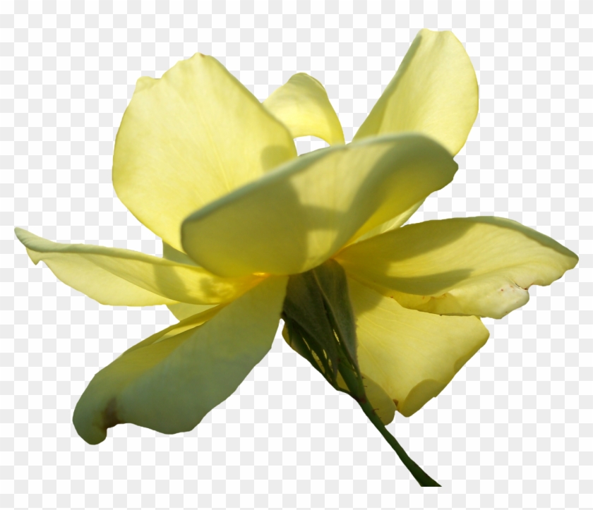 Yellow Rose 01 Png By Thy Darkest Hour - Yellow #479067