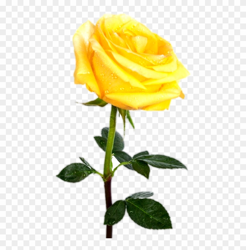 Yellw Rose Png Transparent Images Free Gallery - Yellow Rose Transparent Background #479073