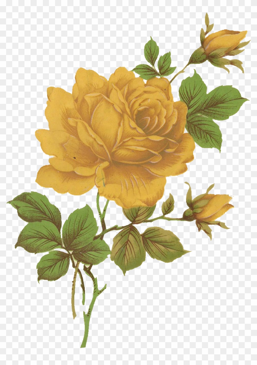 Jinifur Yellow Rose By Jinifur - Vintage Yellow Roses Png #479077