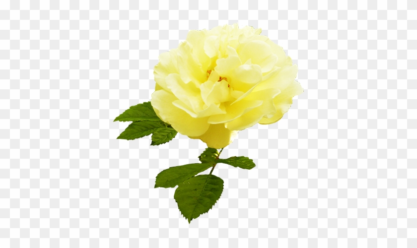 Yellow Rose With Leaves - Stem Yellow Roses Transparent #479078