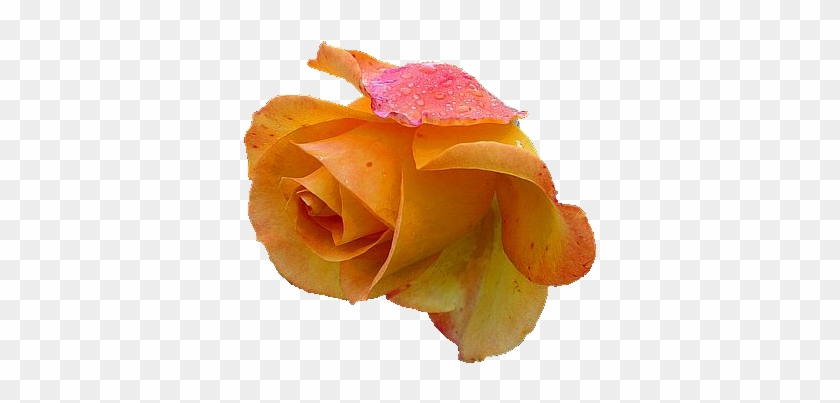 Yellow Rose 2 Png By Vixen1978 - Yellow Rose Png #479083