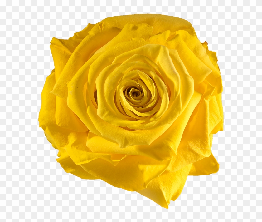 Preserved Rose Yellow Sun - Yellow Preserved Rose #479086