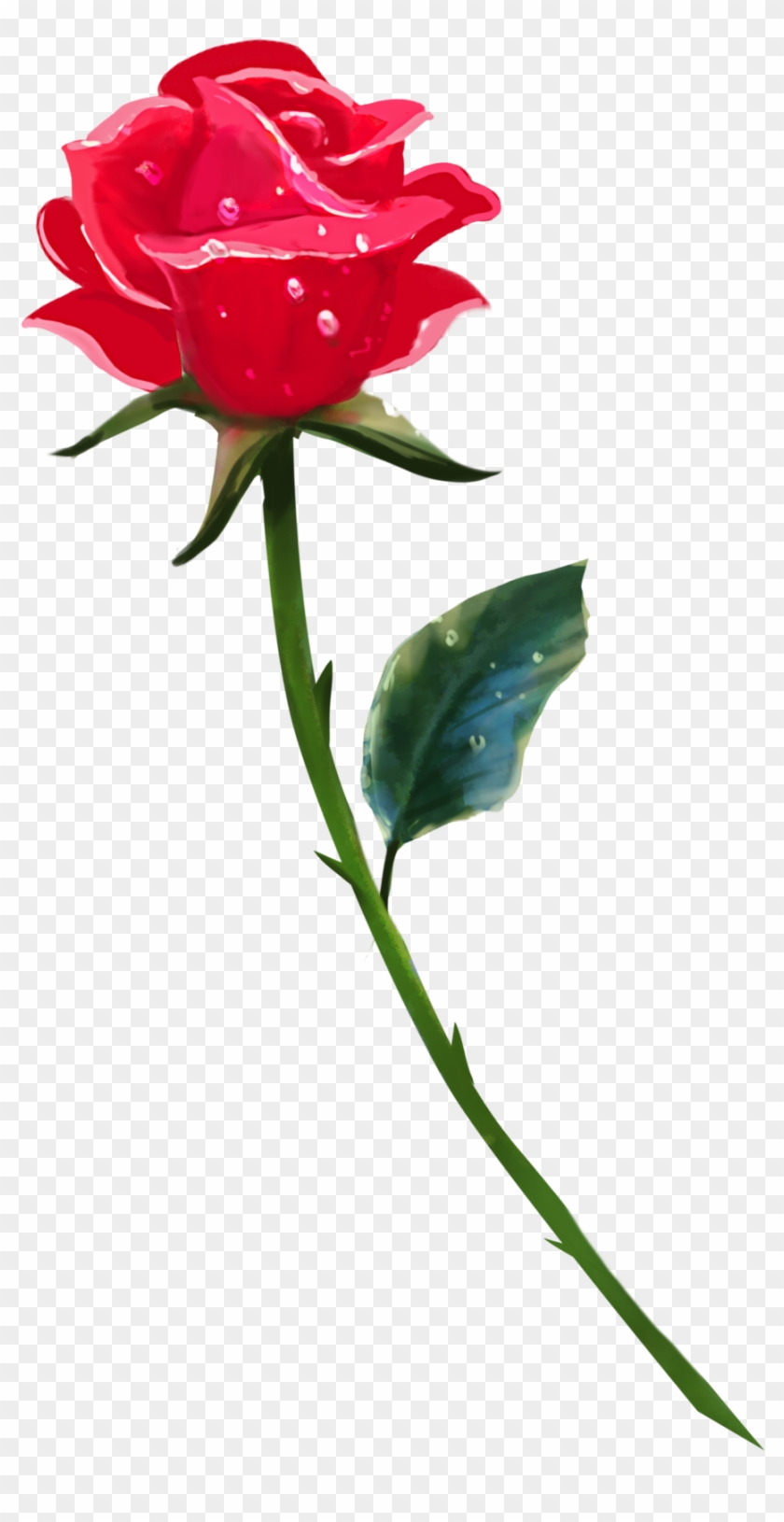A Single Rose By Brookegillette A Single Rose By Brookegillette - Single Rose Flower Hd Png #479092
