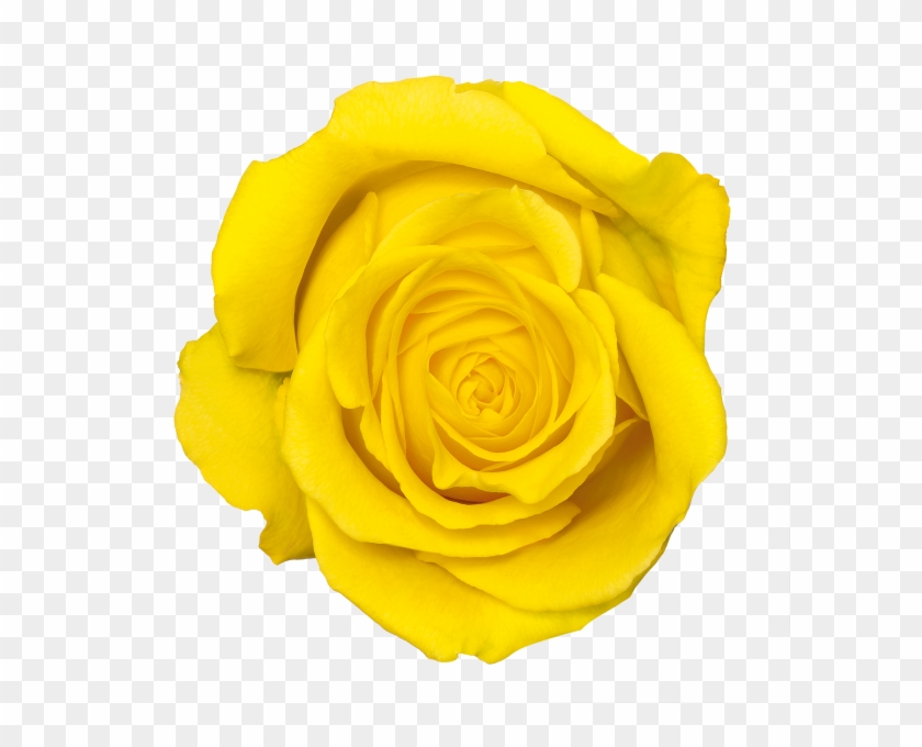 17 Nov - Yellow Rose Transparent #479097