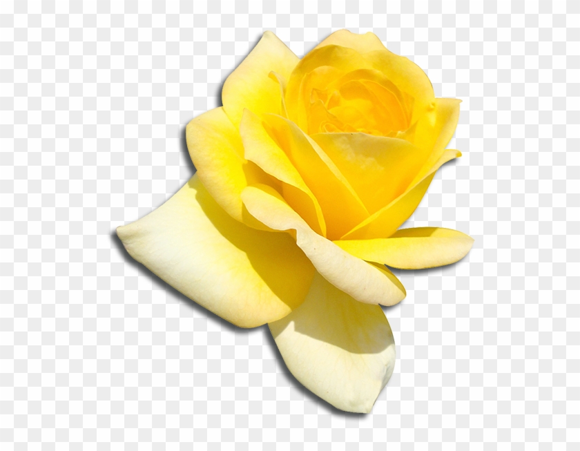 Sigma Delta Tau Flower - Garden Roses #479106