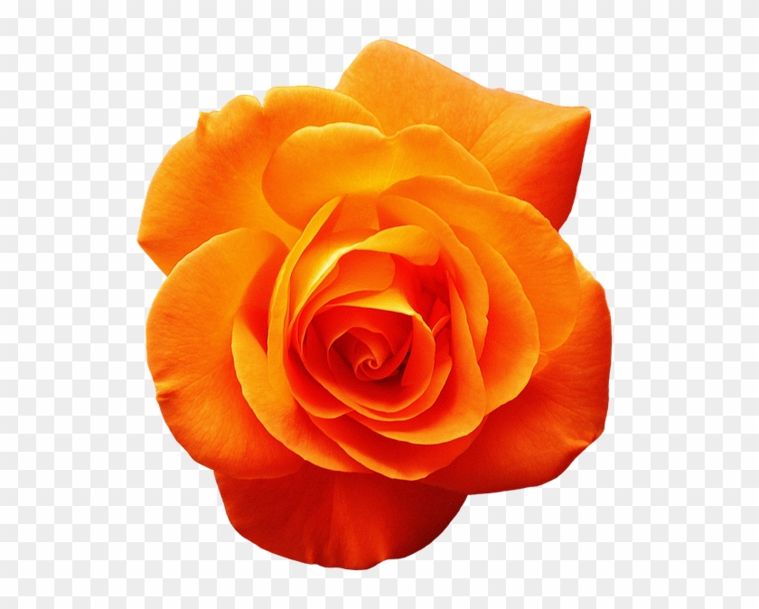 White Rose Png 15, - Orange Rose #479109