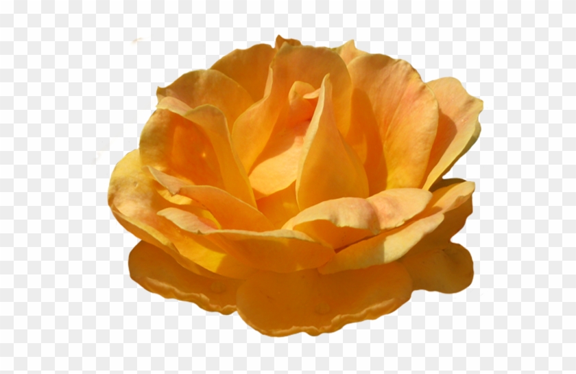 Yellow Rose Clipart Orange Rose - Orange Rose Png #479114