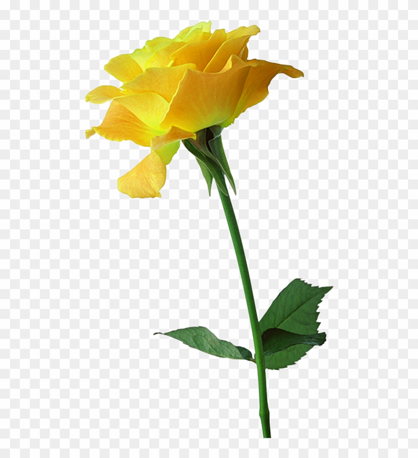 Clipart Yellow And Pink Rose Png - Роза Желтая Пнг #479125