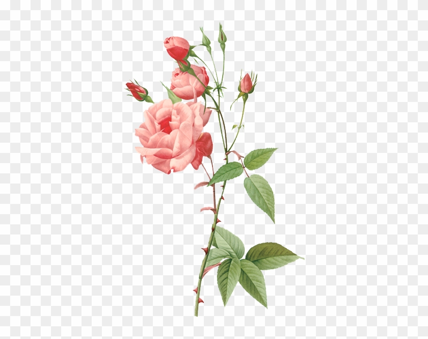 Pierre Joseph Redoute Roses #479127