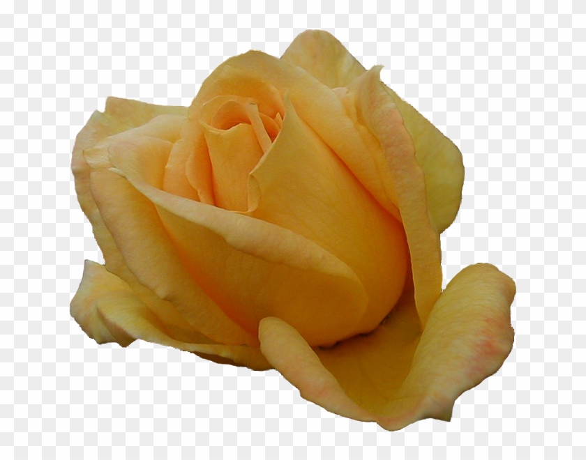 Orange Rose Png Just Our Pictures Of Roses ~ Favorite - Garden Roses #479128