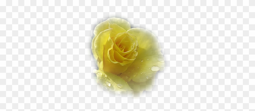 Yellow Rose - Garden Roses #479129