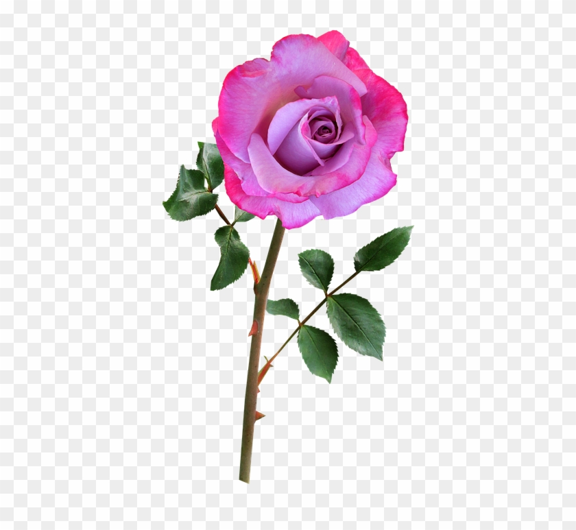Single Pink Rose 24, Buy Clip Art - Flower With Stem Png #479137