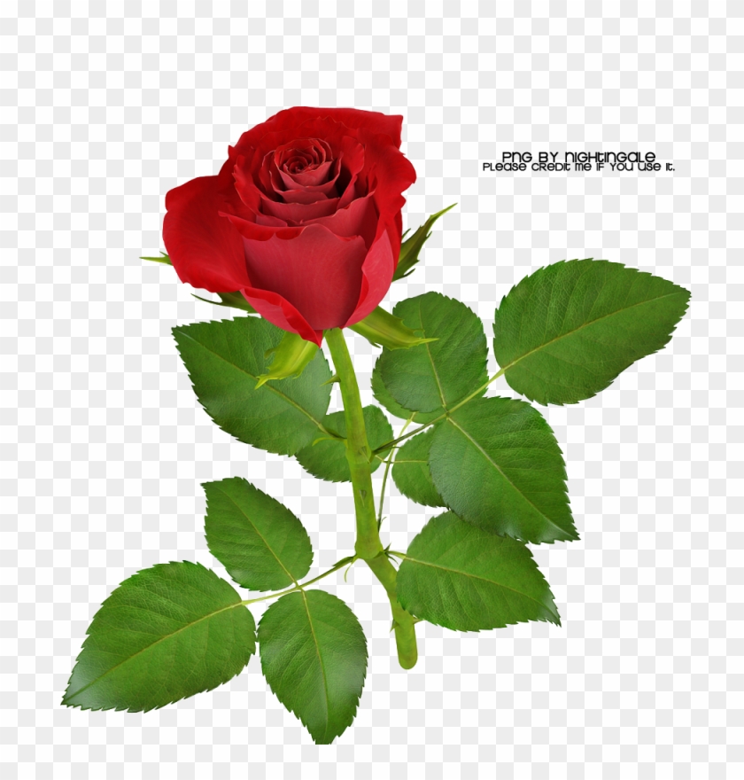01 Rose Png Made By Nightingale By Taxitoheaven - Hình Cây Hoa Hồng #479146
