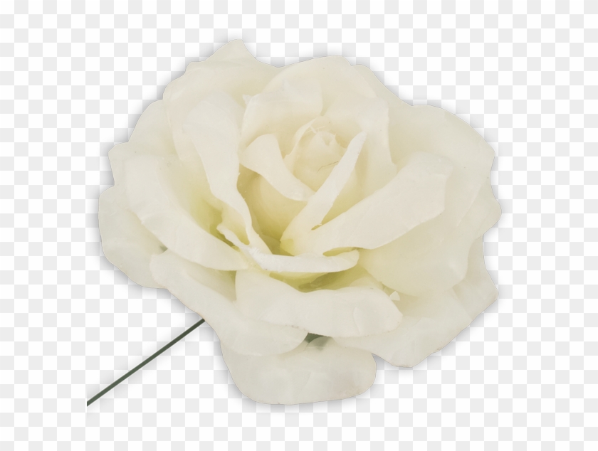 Garden Roses Centifolia Roses Cut Flowers Petal - Garden Roses Centifolia Roses Cut Flowers Petal #479301