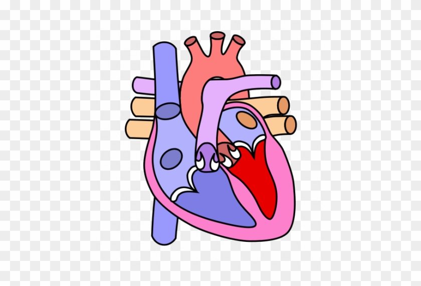 Cartoon Drawing Of A Human Heart - Heart Diagram Without Label #479294