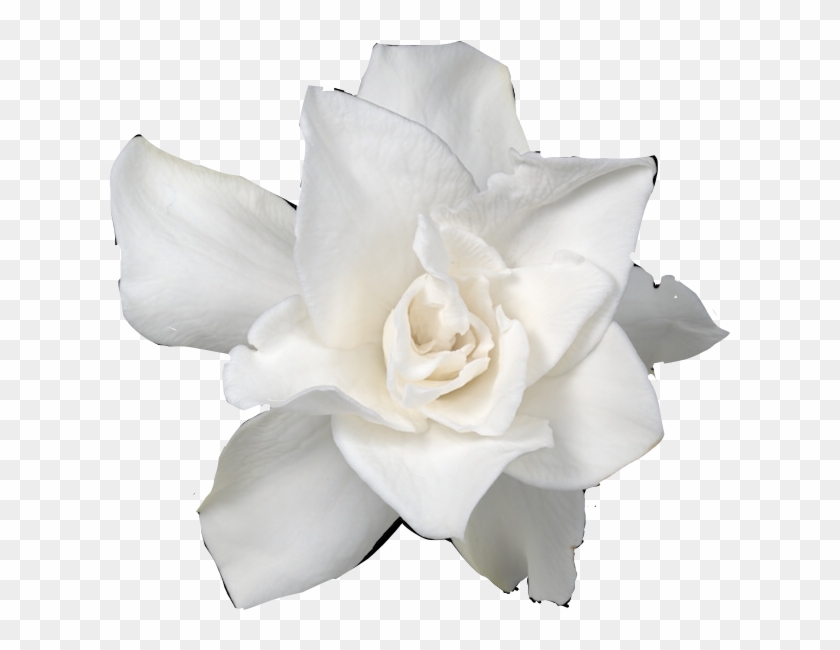 Ftstickers Flower Gardenia Freetoedit - Gardenia #479307