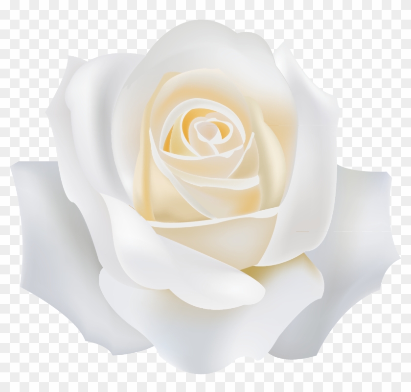 Garden Roses White - Garden Roses #479317