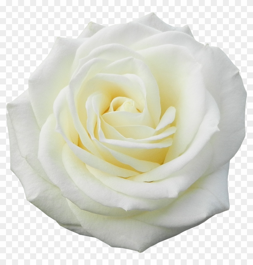 Garden Roses Flower White - Garden Roses Flower White #479647