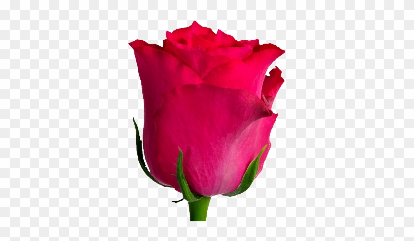 Rose Berry - Westlife #479401